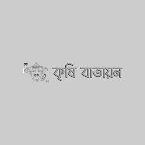 বারি টমেটো ১