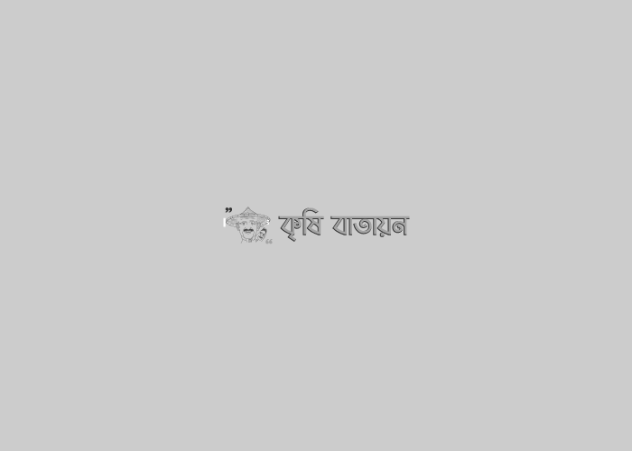 ধানের চারাপোড়া  বা ঝলসানো রোগ দমনে সতর্কতা ও করণীয়