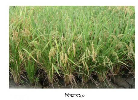 আউস মৌসুমের বিআর ২০ ধানের বৈশিষ্ঠ ও চাষ পদ্ধতি