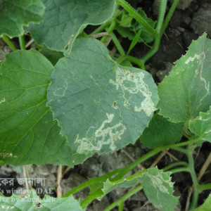 বাঙ্গির পাতা সুড়ঙ্গকারী পোকা