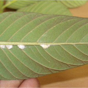 পেয়ারার স্কেল ইনসেক্ট বা খোসা পোকা