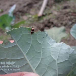 ব্রোকোলির ফ্লি বিটল পোকা