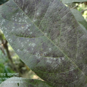 পেয়ারার পাউডারি মিলডিউ রোগ