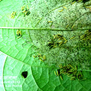 শিমের বিছা পোকা