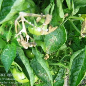 টমেটো হোয়াইট মোল্ড রোগ