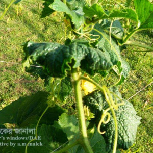 চালকুমড়ার লিফ কার্ল রোগ