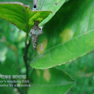 বাতাবি লেবুর ব্যাগ ওয়ার্ম